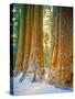 Sequoia Images, Snow, Sierra Nevada Mountains-Tom Till-Stretched Canvas