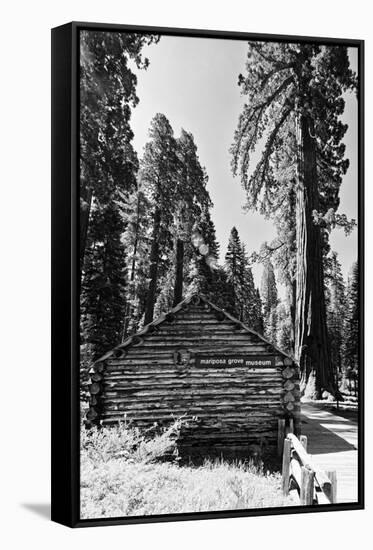 Sequoia - Mariposa Grove Museum - Yosemite National Park - Californie - United States-Philippe Hugonnard-Framed Stretched Canvas