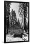 Sequoia - Mariposa Grove Museum - Yosemite National Park - Californie - United States-Philippe Hugonnard-Framed Photographic Print