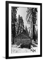 Sequoia - Mariposa Grove Museum - Yosemite National Park - Californie - United States-Philippe Hugonnard-Framed Photographic Print