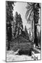 Sequoia - Mariposa Grove Museum - Yosemite National Park - Californie - United States-Philippe Hugonnard-Mounted Photographic Print