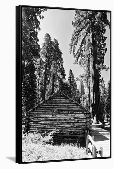 Sequoia - Mariposa Grove Museum - Yosemite National Park - Californie - United States-Philippe Hugonnard-Framed Stretched Canvas