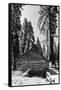 Sequoia - Mariposa Grove Museum - Yosemite National Park - Californie - United States-Philippe Hugonnard-Framed Stretched Canvas