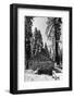 Sequoia - Mariposa Grove Museum - Yosemite National Park - Californie - United States-Philippe Hugonnard-Framed Photographic Print