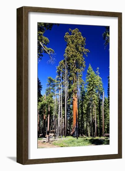 Sequoia - Mariposa Grove Museum - Yosemite National Park - Californie - United States-Philippe Hugonnard-Framed Photographic Print