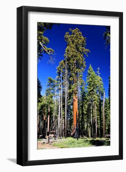 Sequoia - Mariposa Grove Museum - Yosemite National Park - Californie - United States-Philippe Hugonnard-Framed Photographic Print