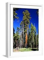 Sequoia - Mariposa Grove Museum - Yosemite National Park - Californie - United States-Philippe Hugonnard-Framed Photographic Print