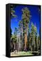 Sequoia - Mariposa Grove Museum - Yosemite National Park - Californie - United States-Philippe Hugonnard-Framed Stretched Canvas