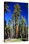 Sequoia - Mariposa Grove Museum - Yosemite National Park - Californie - United States-Philippe Hugonnard-Stretched Canvas