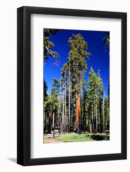 Sequoia - Mariposa Grove Museum - Yosemite National Park - Californie - United States-Philippe Hugonnard-Framed Photographic Print