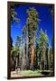 Sequoia - Mariposa Grove Museum - Yosemite National Park - Californie - United States-Philippe Hugonnard-Framed Photographic Print