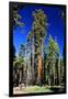 Sequoia - Mariposa Grove Museum - Yosemite National Park - Californie - United States-Philippe Hugonnard-Framed Photographic Print