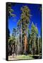 Sequoia - Mariposa Grove Museum - Yosemite National Park - Californie - United States-Philippe Hugonnard-Framed Stretched Canvas