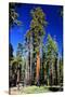 Sequoia - Mariposa Grove Museum - Yosemite National Park - Californie - United States-Philippe Hugonnard-Stretched Canvas