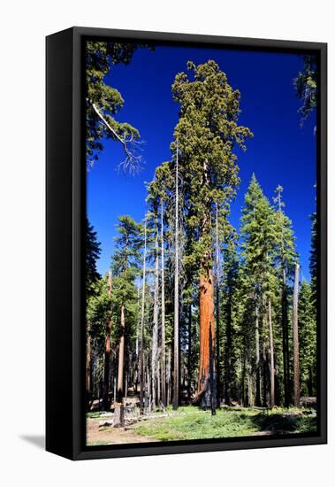 Sequoia - Mariposa Grove Museum - Yosemite National Park - Californie - United States-Philippe Hugonnard-Framed Stretched Canvas