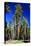 Sequoia - Mariposa Grove Museum - Yosemite National Park - Californie - United States-Philippe Hugonnard-Stretched Canvas