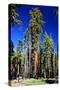 Sequoia - Mariposa Grove Museum - Yosemite National Park - Californie - United States-Philippe Hugonnard-Stretched Canvas