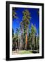 Sequoia - Mariposa Grove Museum - Yosemite National Park - Californie - United States-Philippe Hugonnard-Framed Photographic Print