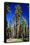 Sequoia - Mariposa Grove Museum - Yosemite National Park - Californie - United States-Philippe Hugonnard-Framed Stretched Canvas