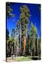 Sequoia - Mariposa Grove Museum - Yosemite National Park - Californie - United States-Philippe Hugonnard-Stretched Canvas