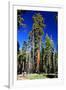 Sequoia - Mariposa Grove Museum - Yosemite National Park - Californie - United States-Philippe Hugonnard-Framed Photographic Print