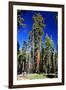 Sequoia - Mariposa Grove Museum - Yosemite National Park - Californie - United States-Philippe Hugonnard-Framed Photographic Print