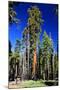 Sequoia - Mariposa Grove Museum - Yosemite National Park - Californie - United States-Philippe Hugonnard-Mounted Photographic Print