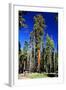 Sequoia - Mariposa Grove Museum - Yosemite National Park - Californie - United States-Philippe Hugonnard-Framed Photographic Print