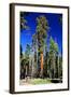 Sequoia - Mariposa Grove Museum - Yosemite National Park - Californie - United States-Philippe Hugonnard-Framed Photographic Print