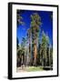 Sequoia - Mariposa Grove Museum - Yosemite National Park - Californie - United States-Philippe Hugonnard-Framed Photographic Print