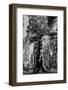 Sequoia - Mariposa Grove Museum - Yosemite National Park - Californie - United States-Philippe Hugonnard-Framed Photographic Print