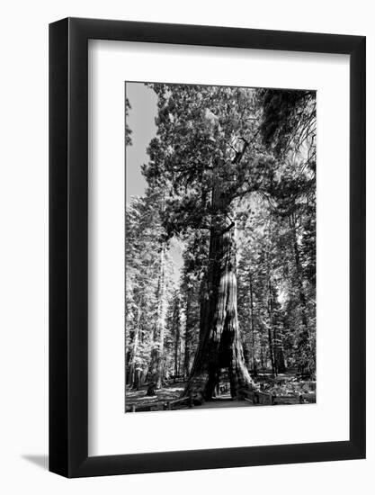 Sequoia - Mariposa Grove Museum - Yosemite National Park - Californie - United States-Philippe Hugonnard-Framed Photographic Print