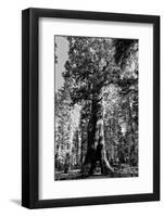 Sequoia - Mariposa Grove Museum - Yosemite National Park - Californie - United States-Philippe Hugonnard-Framed Photographic Print