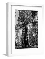 Sequoia - Mariposa Grove Museum - Yosemite National Park - Californie - United States-Philippe Hugonnard-Framed Photographic Print