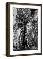 Sequoia - Mariposa Grove Museum - Yosemite National Park - Californie - United States-Philippe Hugonnard-Framed Photographic Print