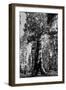 Sequoia - Mariposa Grove Museum - Yosemite National Park - Californie - United States-Philippe Hugonnard-Framed Photographic Print