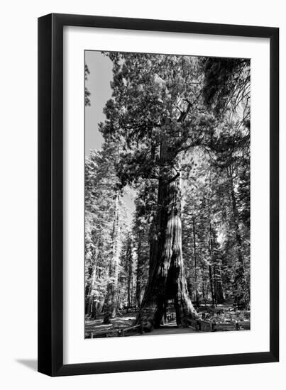 Sequoia - Mariposa Grove Museum - Yosemite National Park - Californie - United States-Philippe Hugonnard-Framed Photographic Print