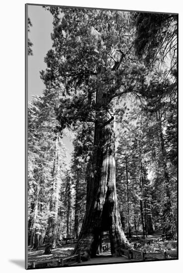 Sequoia - Mariposa Grove Museum - Yosemite National Park - Californie - United States-Philippe Hugonnard-Mounted Photographic Print