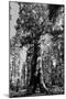 Sequoia - Mariposa Grove Museum - Yosemite National Park - Californie - United States-Philippe Hugonnard-Mounted Photographic Print