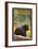 Sequoia Nat'l Park - Bear in Forest - Lp Poster, c.2009-Lantern Press-Framed Art Print