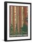 Sequoia National Forest, CA Redwood Trees-Lantern Press-Framed Premium Giclee Print