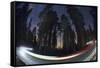 Sequoia National Park at Night-Jon Hicks-Framed Stretched Canvas