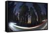 Sequoia National Park at Night-Jon Hicks-Framed Stretched Canvas