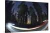 Sequoia National Park at Night-Jon Hicks-Stretched Canvas