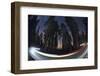 Sequoia National Park at Night-Jon Hicks-Framed Photographic Print