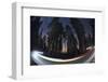 Sequoia National Park at Night-Jon Hicks-Framed Photographic Print