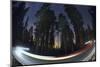 Sequoia National Park at Night-Jon Hicks-Mounted Photographic Print