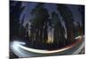 Sequoia National Park at Night-Jon Hicks-Mounted Photographic Print