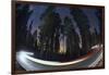 Sequoia National Park at Night-Jon Hicks-Framed Photographic Print