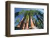 Sequoia National Park I-null-Framed Art Print